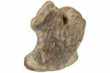 Hadrosaur (Brachylophosaurus?) Coracoid Bone w/ Stand - Montana #227735-4